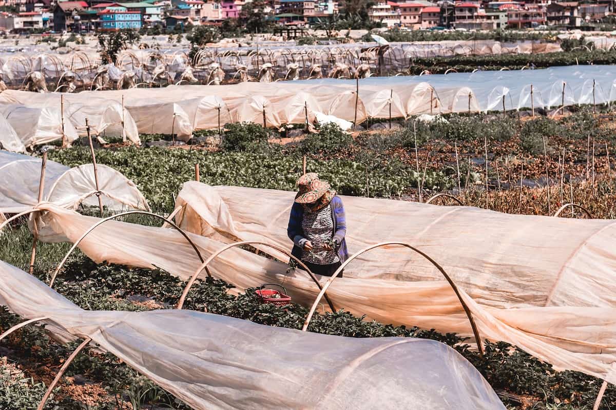 Philippines agriculture