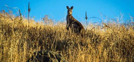 Do away with Australia Day, celebrate Republic Day instead