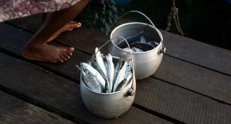 Favourites of 2020: Casting a line in Pacific fisheries