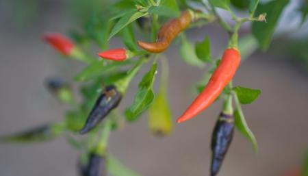 Pacific links: PNG spice, talking to the region