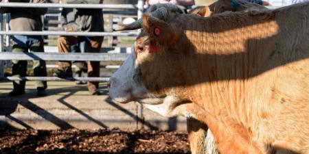 External trade imbalances and the ‘tragedy of the commons’