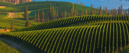 Behind the Australia–Canada ‘wine war’