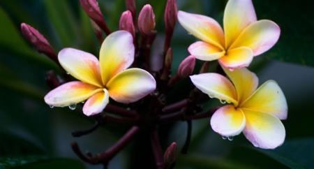 Temper expectations for Britain’s “Pacific pivot”