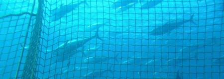 Pacific Island links: Tuna treaty, ABC over and out, Pavol award and more