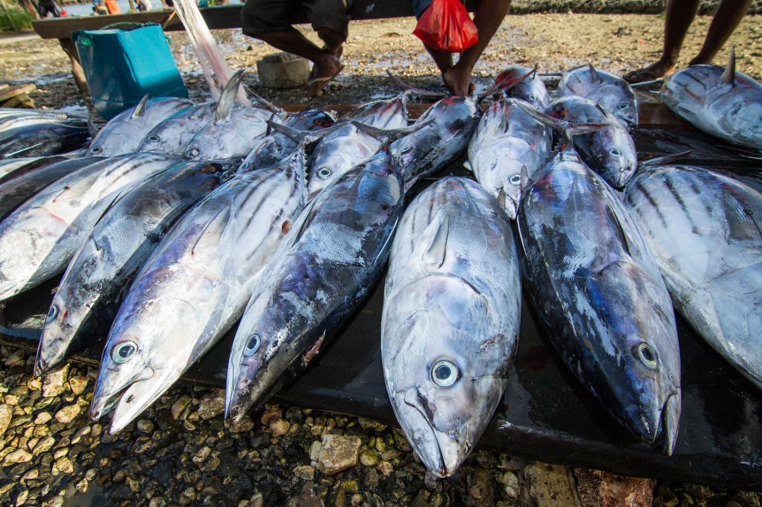 Auki market, Malaita Province, Solomon Islands (Photo: Filip Milovac/WorldFish)