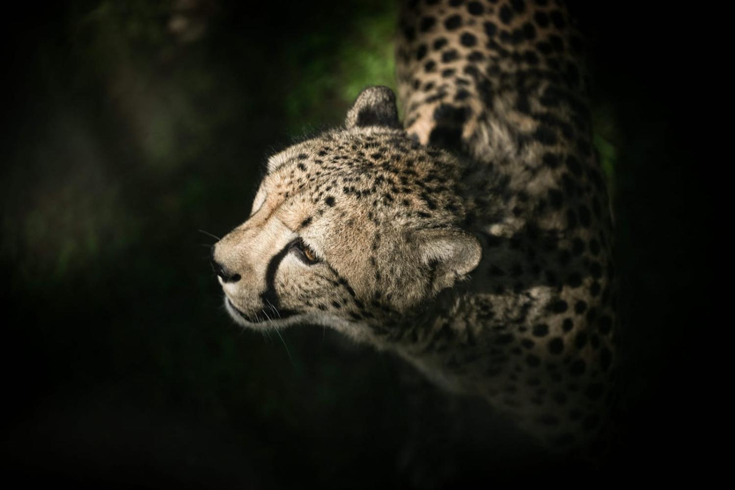 A quest to reintroduce big cats to central India comes after years of agitation (Lionel Bonaventure/AFP via Getty Images)