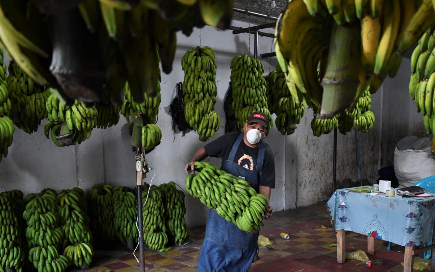 Even allowing travel costs and accommodation, wages in Australia for temporary migrant workers from Guatemala would still far exceed those offered at home (Johan Ordonez/AFP via Getty Images)