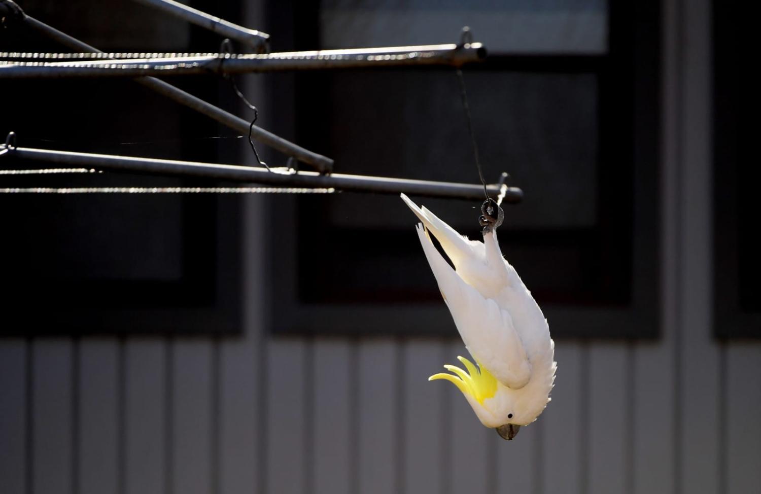 Hanging about (Tracey Nearmy/Getty Images)