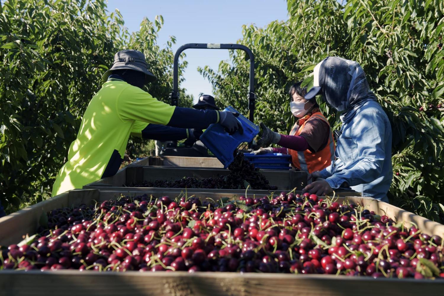 Cherry harvest in Tolmie, Australia (Carla Gottgens/Bloomberg via Getty Images)