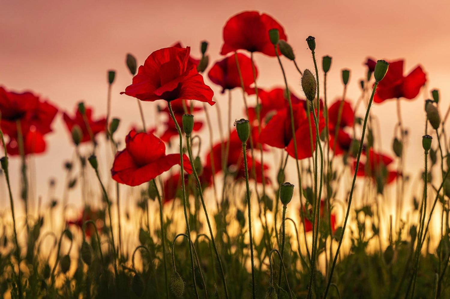 Britain provoked three Opium Wars with China in order to smash Chinese trade restrictions, seize Hong Kong and addict much of China to a lethal drug.
