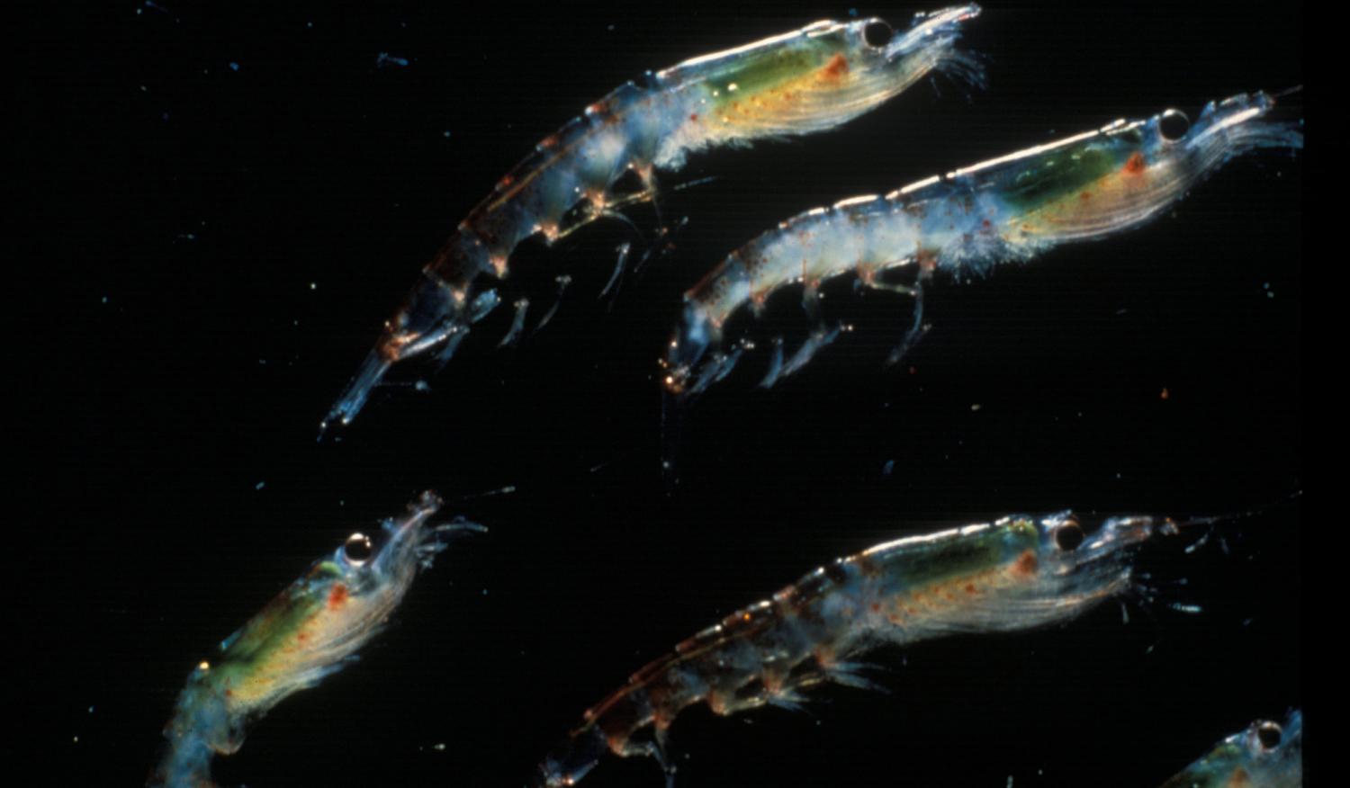 Euphausia superba, or the Antarctic krill (Photo: US National Oceanic and Atmospheric Administration/Flickr)