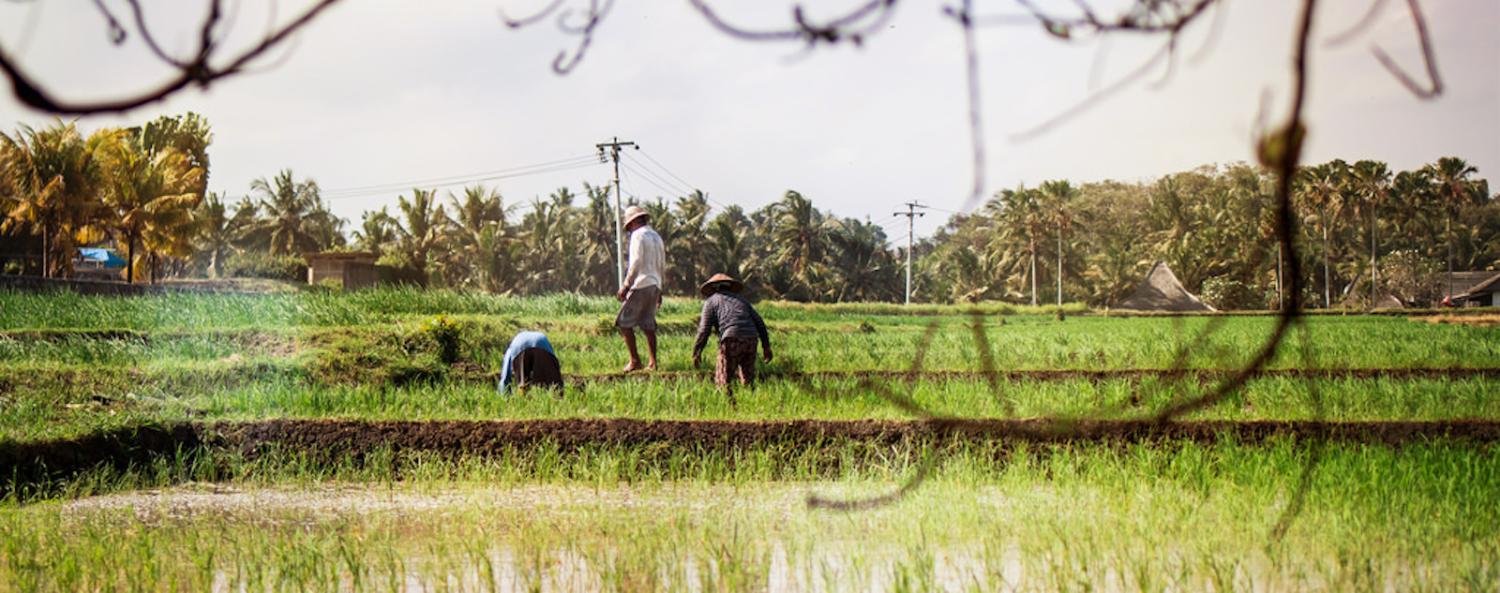 The impact of the fourth industrial revolution and oil palm plantation on rural smallholders was discussed (Photo: Artem/ Flickr)