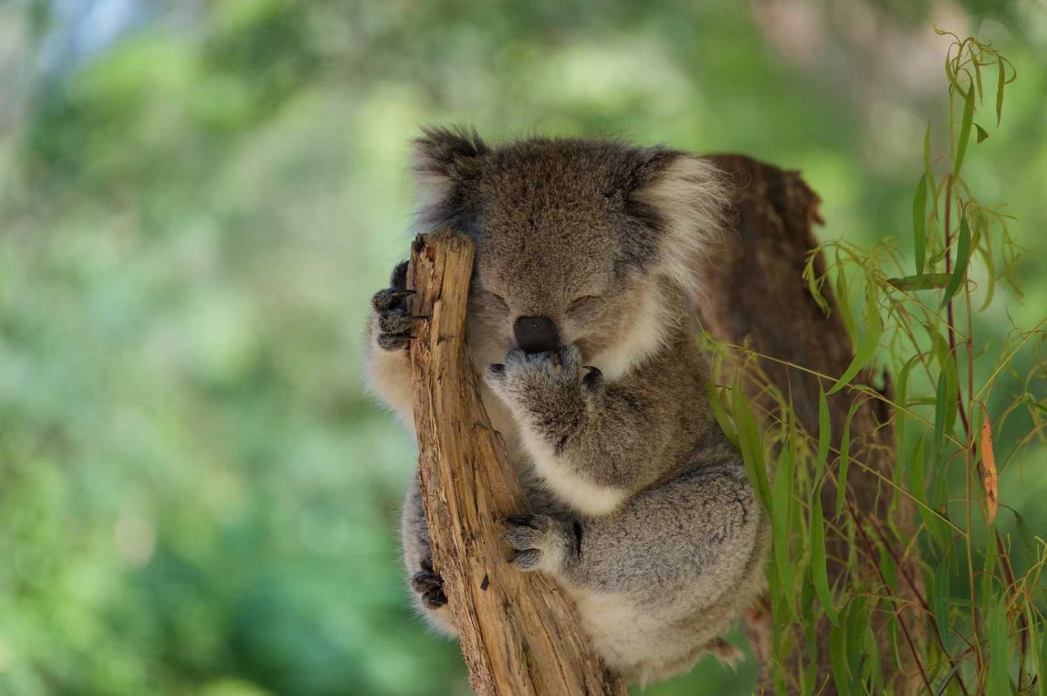 Koala – Phascolarctos cinereus (Marcus Hansson/Flickr)