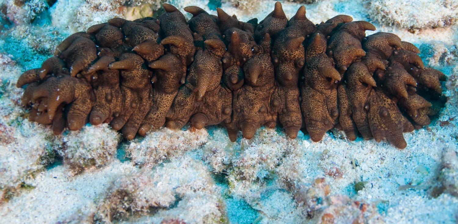 A sea cucumber, before becoming bêche-de-mer (Photo: Chris Wilson/Flickr)