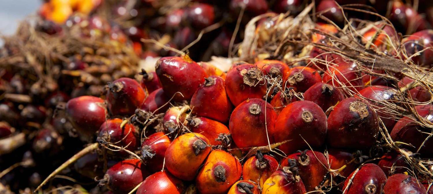 Palm oil fruits after harvest (Photo: Nanang Sujana/CIFOR)