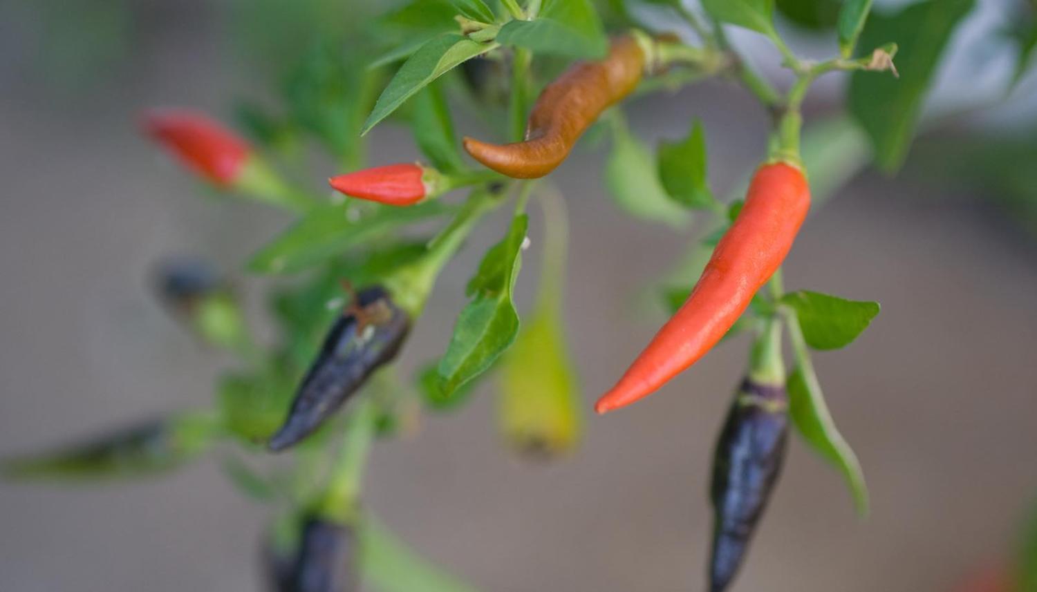 Photo: Sarah Fagg/Flickr