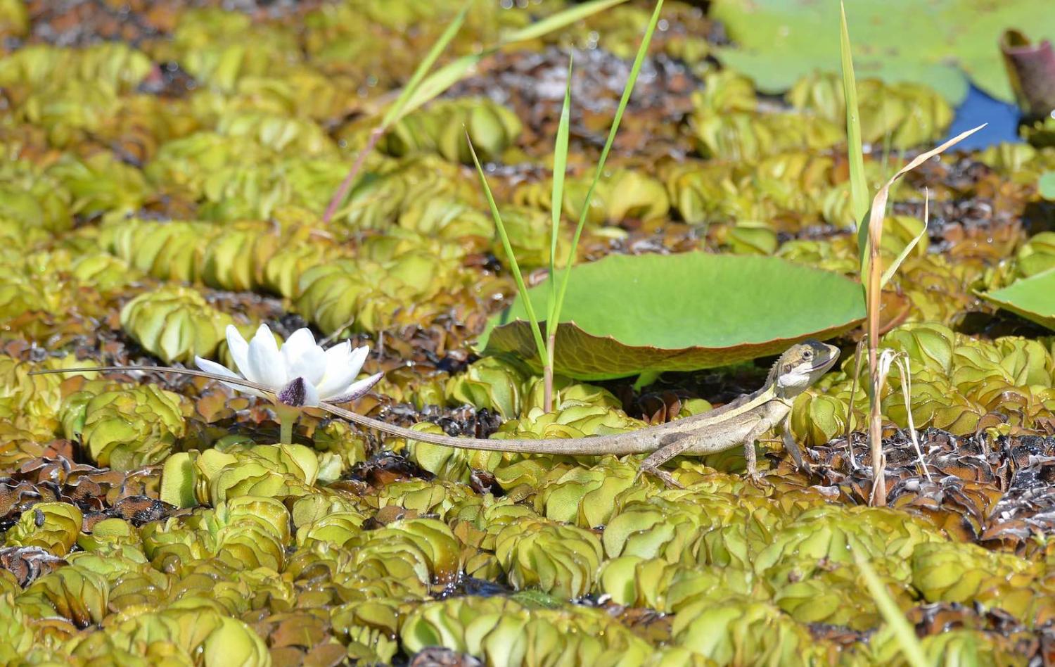Flat out like a lizard drinking (Photo: Aaron Fellmeth Photography/Flickr)