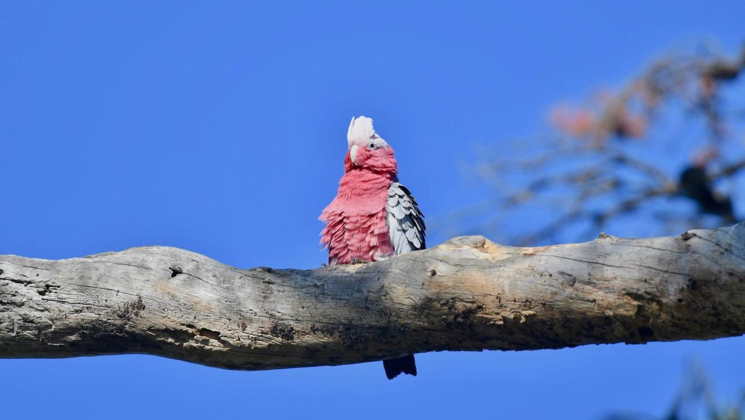 Ah, you galah (Photo: Dorothy Jenkins/Flickr)
