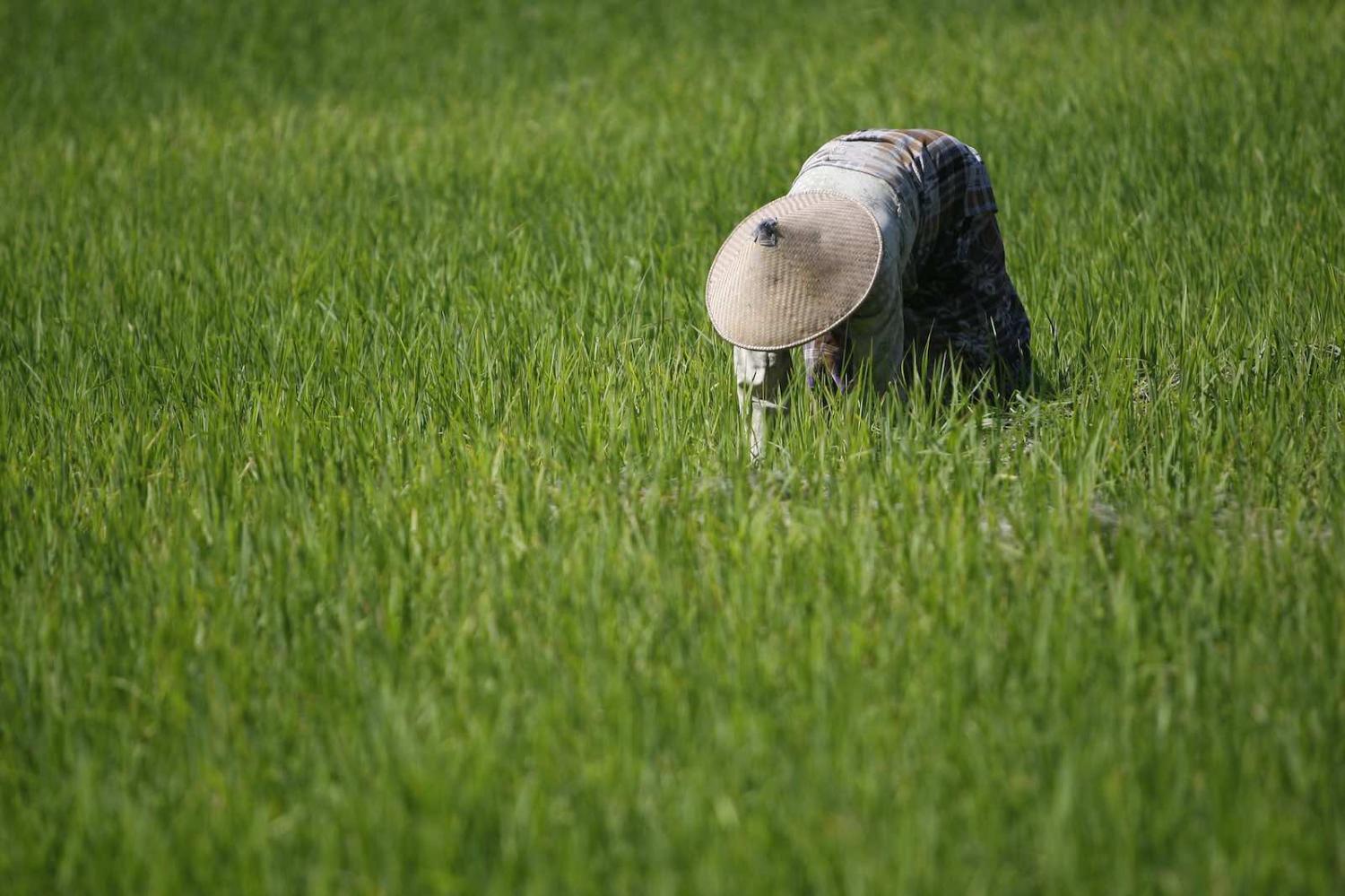 A woman harvests rice in Oecussi, Timor-Leste (Photo: United Nations Photo/Flickr)