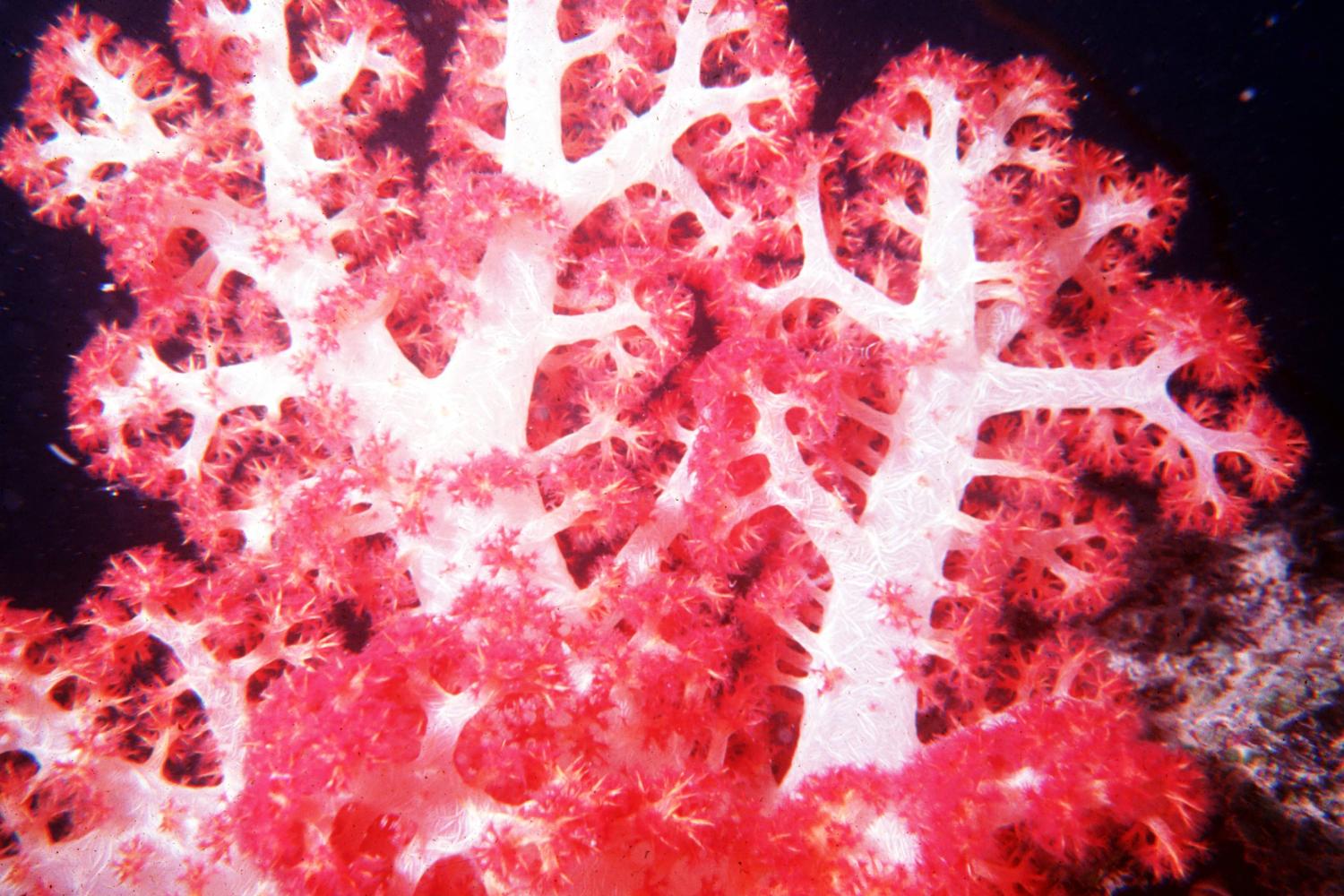 (Photo: WorldFish/Flickr)