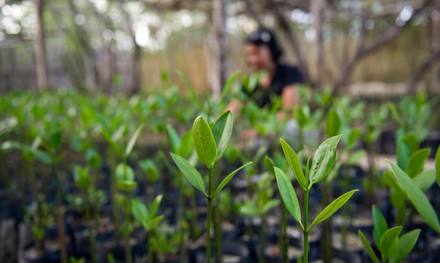 Mangrove seedlings in the Philippines to help hold back the tide (Photo: ADB/Flickr)