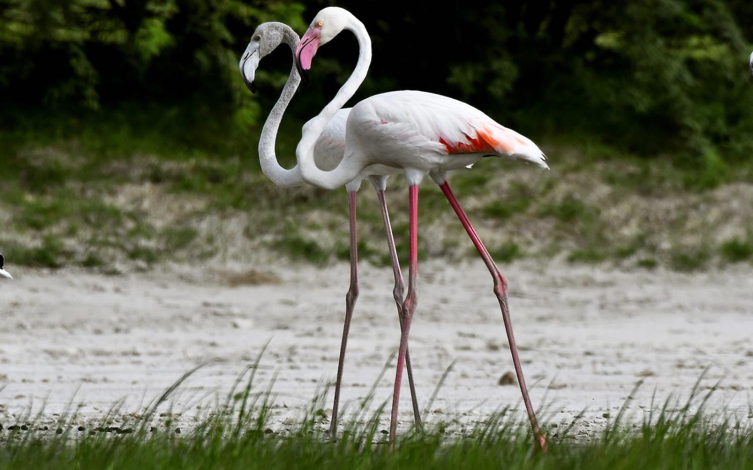 Different, but similar (Photo: Vipin Kumar via Getty)