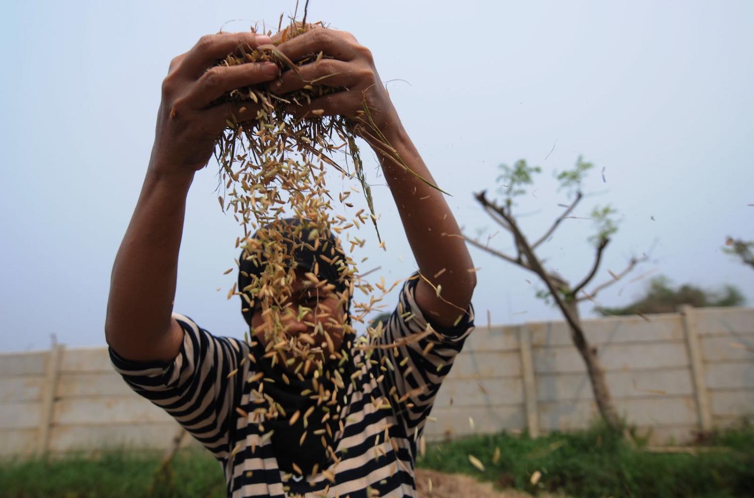 Harvesting rice in Tangerang, Indonesia, where rice is still imported (Photo: Riau Images via Getty)