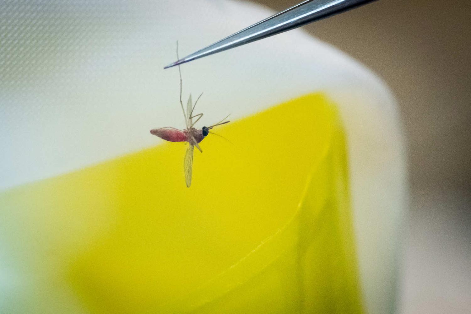 Whether via climate change, increasing urbanisation or a combination, it is clear the world will require new strategies to handle the risk of mosquito-borne diseases (Steffen Kugler/Getty Images)