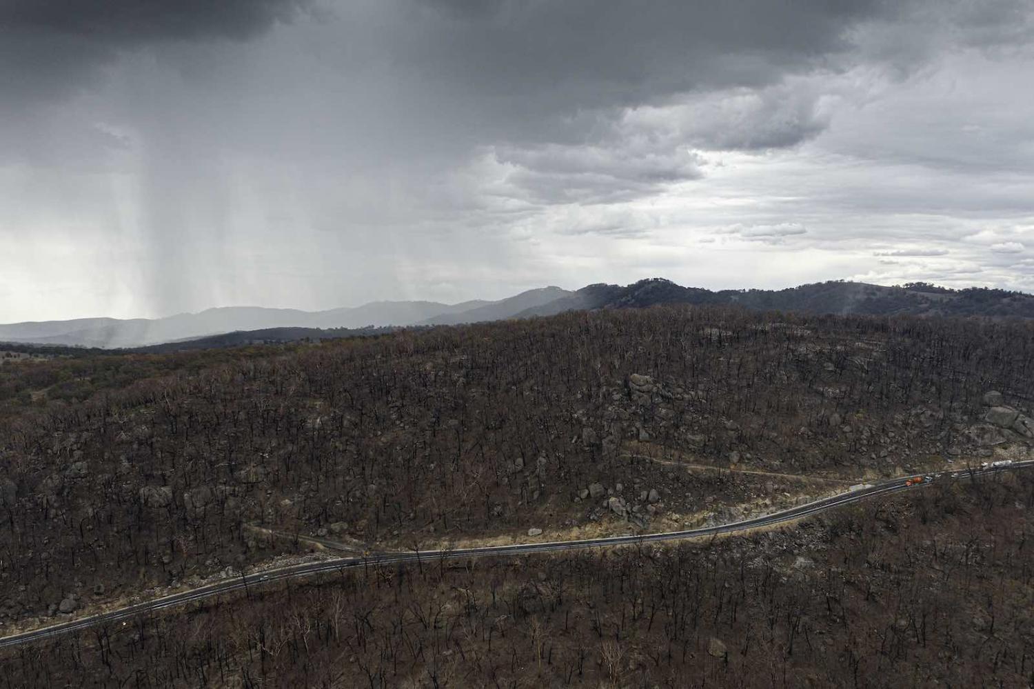 Rain soaks blackened forest in New South Wales, Australia (Photo: Brook Mitchell/Getty Images)