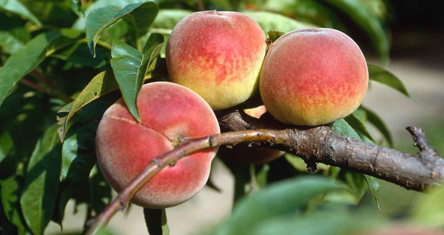 Ripe for the picking (Photo: Getty Images)