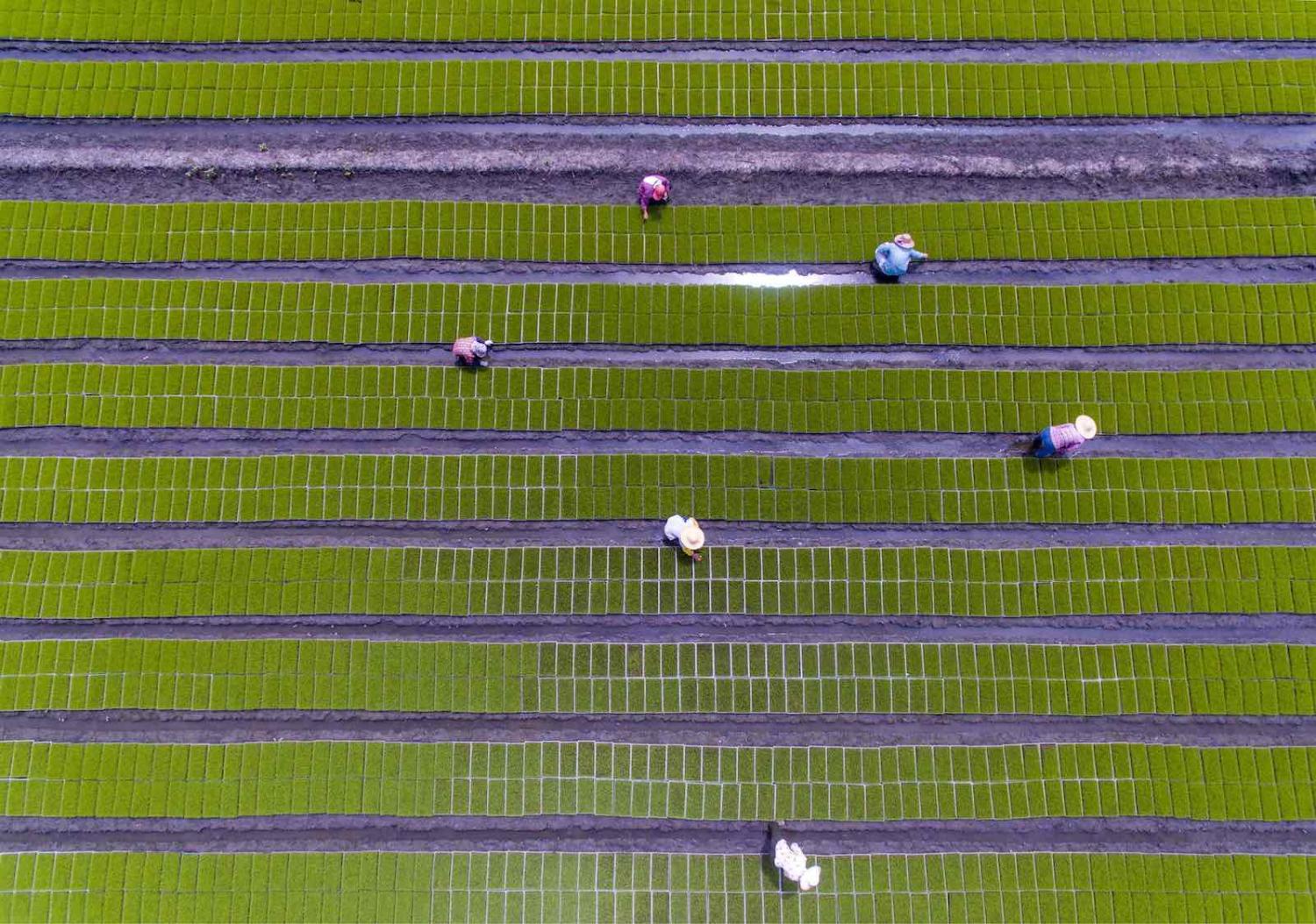 The harvest in June, Jiangsu, China (Photo: TPG/Getty)