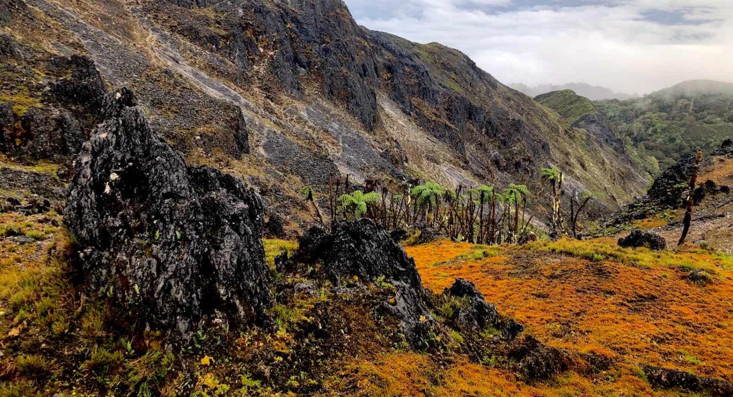 Near the peak of Gunung Binaiya, Seram, Indonesia (Caroline Scott)