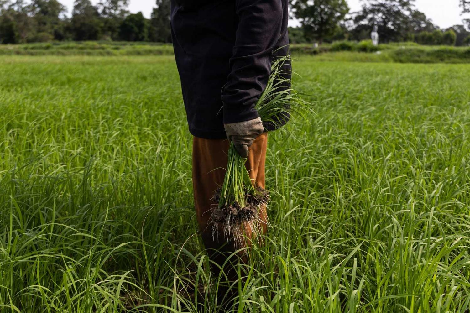 A farmer plants rice in Sisaket province, Thailand, 7 June 2022 (Luke Duggleby/Bloomberg via Getty Images)