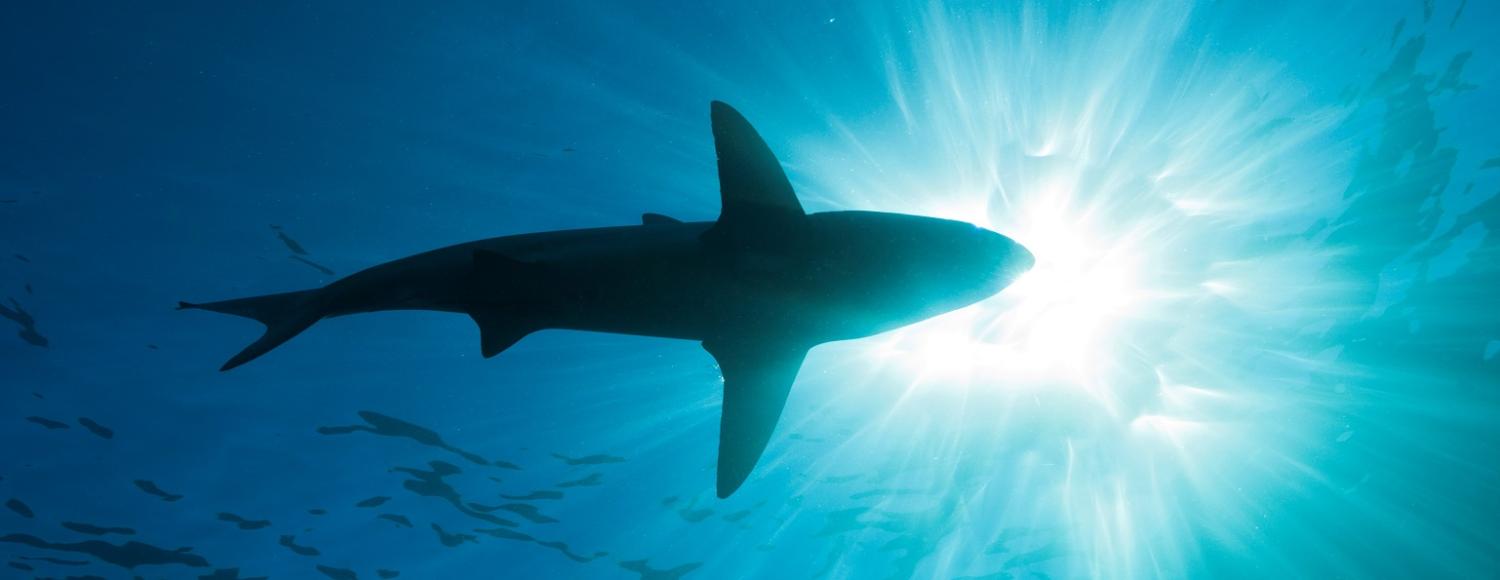 Pacific Links: Sharks, trouble in West Papua, free trade and more